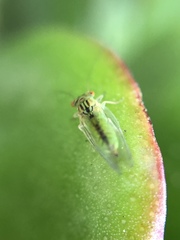 Platycorypha nigrivirga