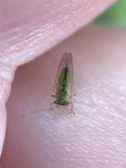 Platycorypha nigrivirga