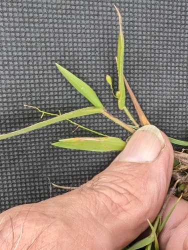Image of Dichanthelium scribnerianum by (c) Jeff D Hansen, some rights reserved (CC BY)