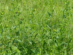 Verbesina helianthoides