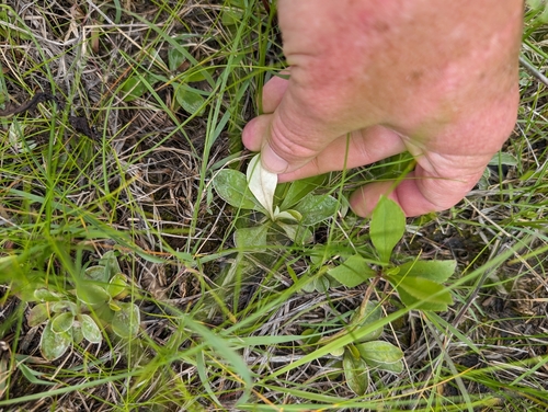 Image of Antennaria neglecta by (c) Jeff D Hansen, some rights reserved (CC BY)