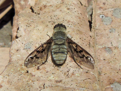 Neodiplocampta