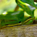 Phelsuma quadriocellata quadriocellata - Photo (c) sullivanribbit, osa oikeuksista pidätetään (CC BY-NC), uploaded by John Sullivan