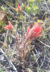 Castilleja applegatei