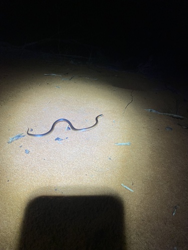 Black-naped Hooded Snake sighting