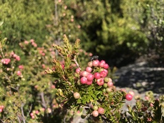 Acrothamnus maccraei