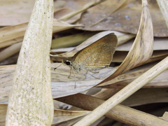 Synapte pecta