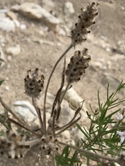 Plantago helleri