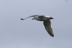 Larus schistisagus × glaucescens