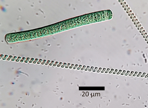 Spirulina major observed 2024-06-27