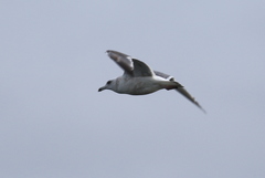 Larus schistisagus × glaucescens