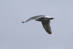 Larus schistisagus × glaucescens