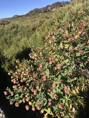 Pimelea ligustrina