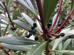 Tasmannia xerophila