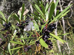 Tasmannia xerophila