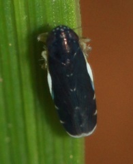 Deltocephalini