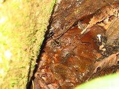 Phyllobates lugubris