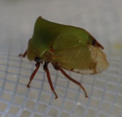 Smiliinae