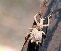 Leptopius tetraphysodes