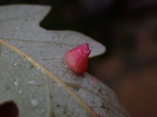 iNaturalist observation photo of Red Cone Gall Wasp