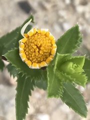 Grindelia ciliata