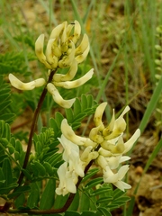 Astragalus praelongus