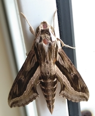 Hippotion velox