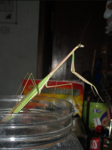 Stick Mantis