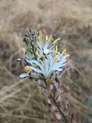 Chlorogalum pomeridianum