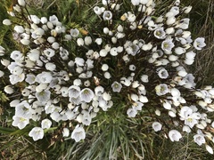 Gentianella muelleriana