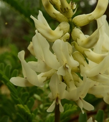 Astragalus praelongus