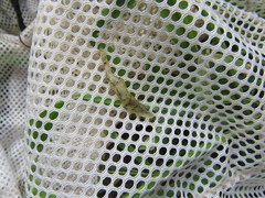 Palaemon kadiakensis