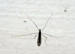 Dicranomyia