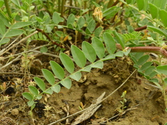 Astragalus praelongus
