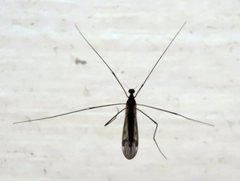Dicranomyia