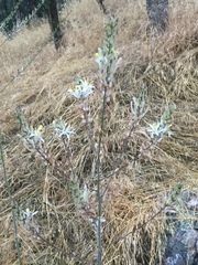 Chlorogalum pomeridianum