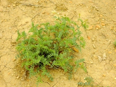 Astragalus praelongus