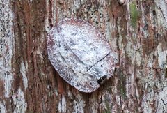 Emcephalus floccosus