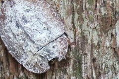 Emcephalus floccosus