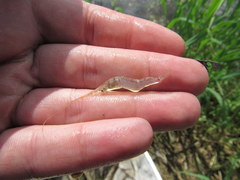 Palaemon kadiakensis