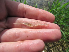 Palaemon kadiakensis