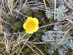 Ranunculus muelleri