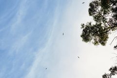 Hirundapus caudacutus