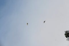 Hirundapus caudacutus