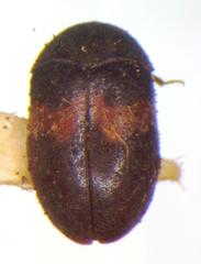 Attagenus fasciatus