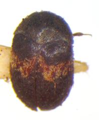 Attagenus fasciatus