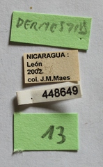Attagenus fasciatus
