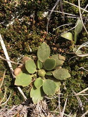 Ranunculus muelleri
