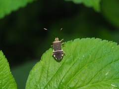 Cletomorpha simulans
