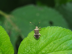 Cletomorpha simulans